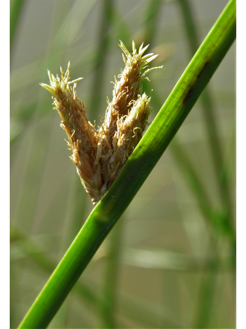 Schoenoplectus americanus (Chairmaker's bulrush) #79755