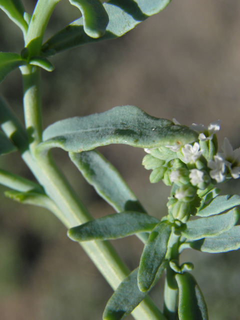 Heliotropium curassavicum (Salt heliotrope) #79826