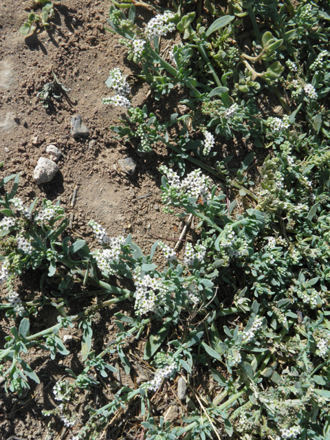 Heliotropium curassavicum (Salt heliotrope) #79831