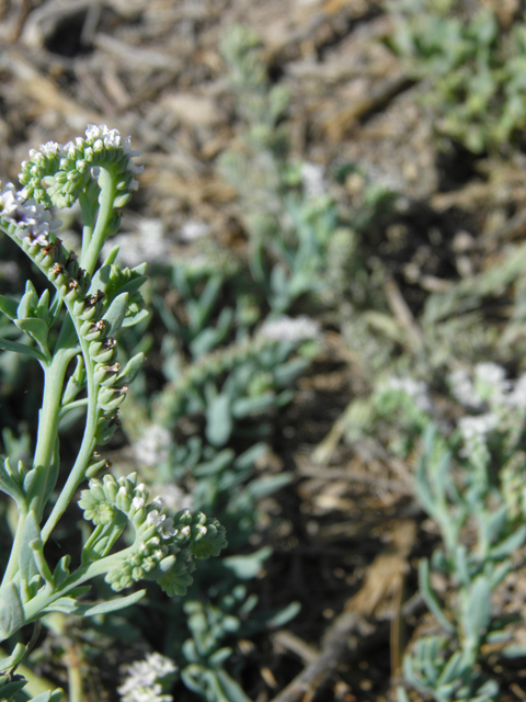 Heliotropium curassavicum (Salt heliotrope) #79833