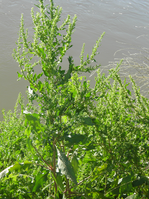 Rumex hymenosepalus (Canaigre dock) #79853