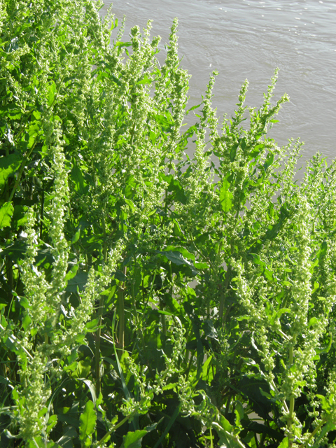 Rumex hymenosepalus (Canaigre dock) #79854