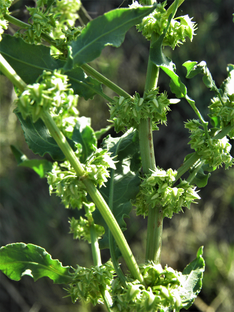 Rumex hymenosepalus (Canaigre dock) #79855