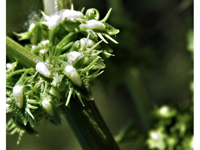 Rumex hymenosepalus (Canaigre dock) #79857