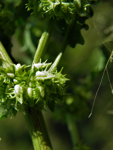 Rumex hymenosepalus (Canaigre dock) #79858