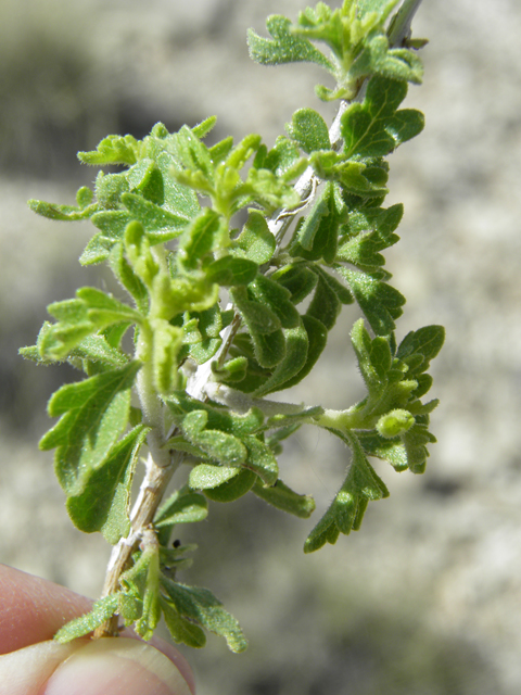 Brickellia laciniata (Splitleaf brickellbush) #79881