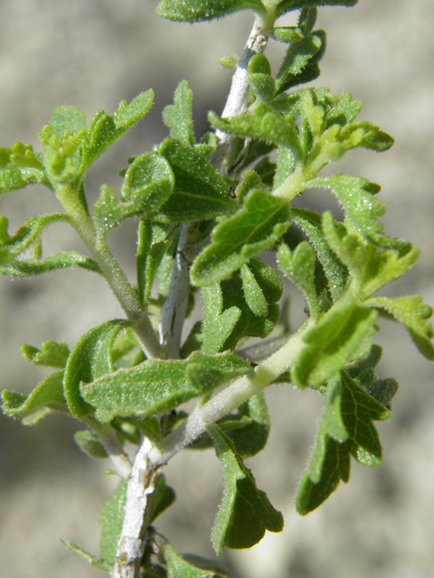 Brickellia laciniata (Splitleaf brickellbush) #79882