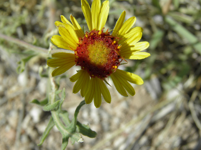 Gaillardia pinnatifida (Red dome blanketflower) #79887