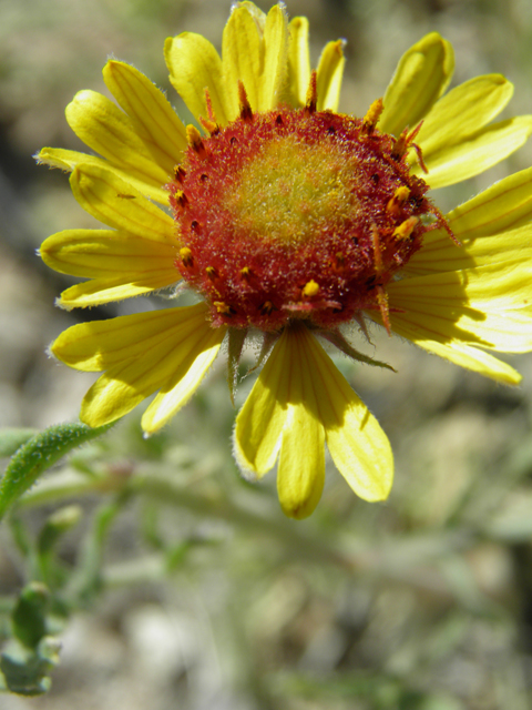 Gaillardia pinnatifida (Red dome blanketflower) #79888