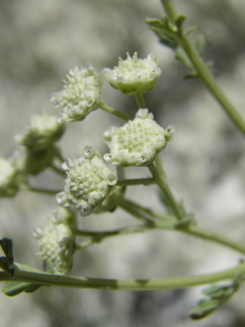 Parthenium confertum (Gray's feverfew) #79896