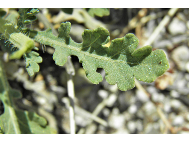 Parthenium confertum (Gray's feverfew) #79897