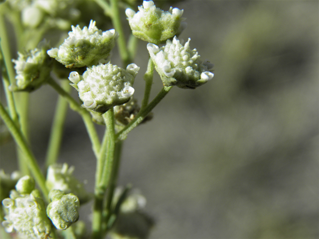 Parthenium confertum (Gray's feverfew) #79898