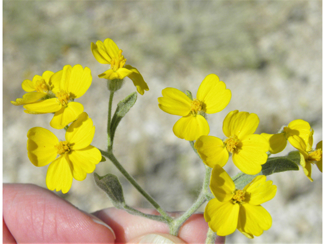 Psilostrophe tagetina (Woolly paperflower) #79905