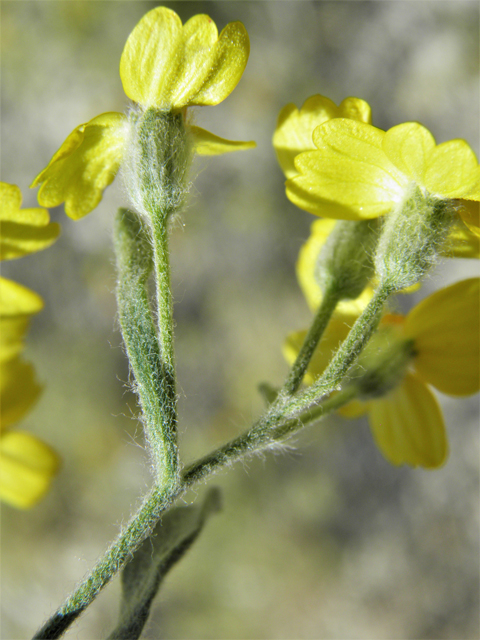 Psilostrophe tagetina (Woolly paperflower) #79908