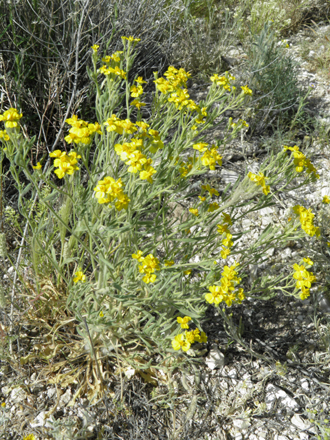 Psilostrophe tagetina (Woolly paperflower) #79911