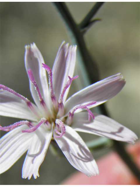 Stephanomeria exigua (Small wirelettuce) #79917