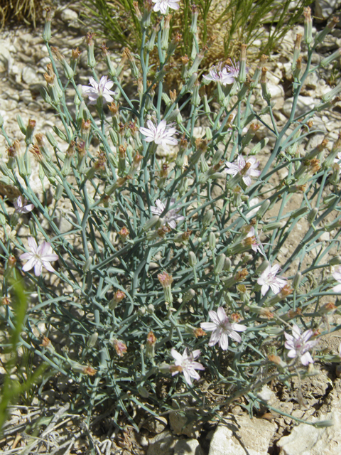 Stephanomeria exigua (Small wirelettuce) #79920