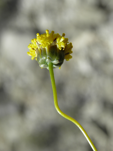 Thelesperma longipes (Longstalk greenthread) #79924