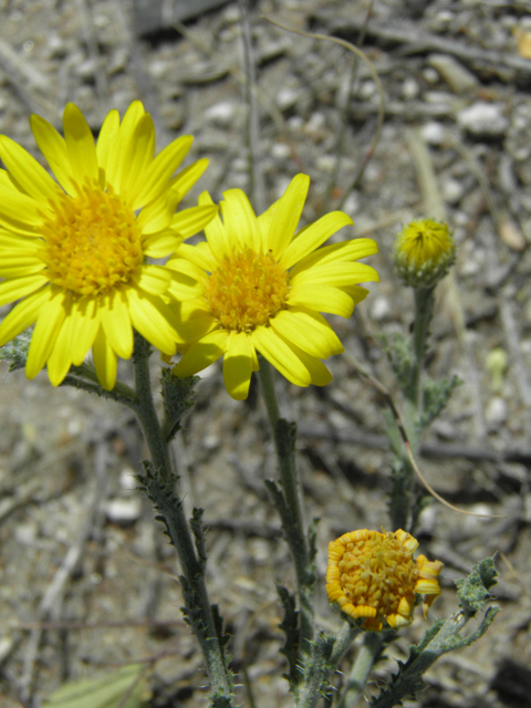 Machaeranthera pinnatifida (Lacy tansyaster) #79926