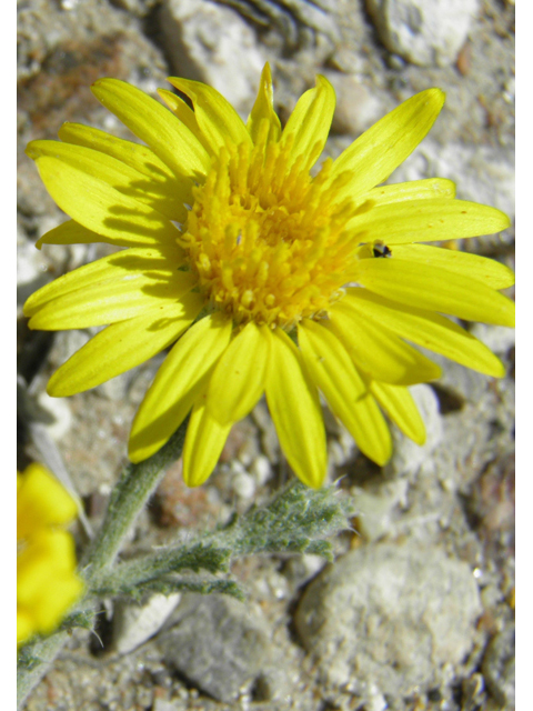 Machaeranthera pinnatifida (Lacy tansyaster) #79927