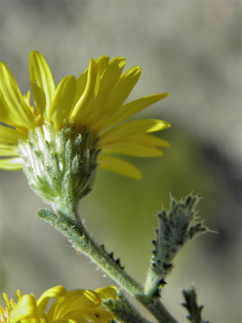 Machaeranthera pinnatifida (Lacy tansyaster) #79929