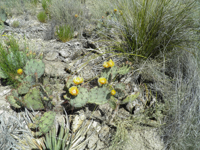 Opuntia phaeacantha (Tulip prickly pear) #79938