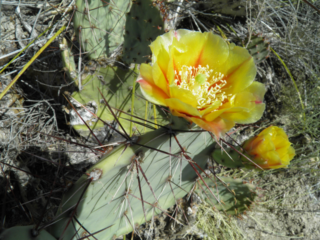 Opuntia phaeacantha (Tulip prickly pear) #79940