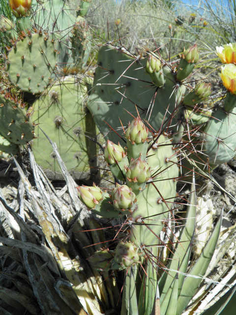 Opuntia phaeacantha (Tulip prickly pear) #79941