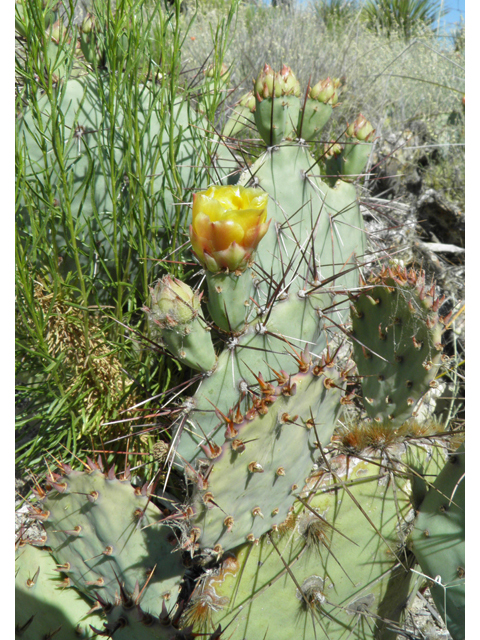 Opuntia phaeacantha (Tulip prickly pear) #79942