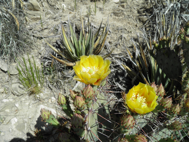 Opuntia phaeacantha (Tulip prickly pear) #79944