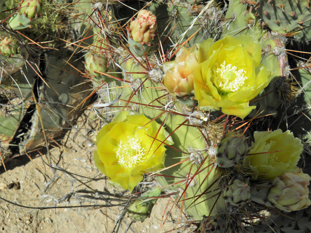 Opuntia phaeacantha (Tulip prickly pear) #79946