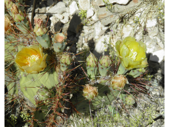 Opuntia phaeacantha (Tulip prickly pear) #79947