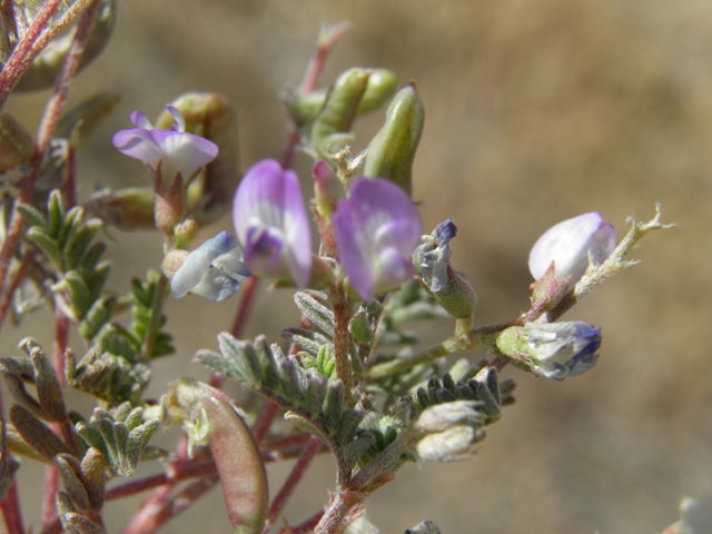 Astragalus emoryanus var. emoryanus (Emory's milkvetch) #79961