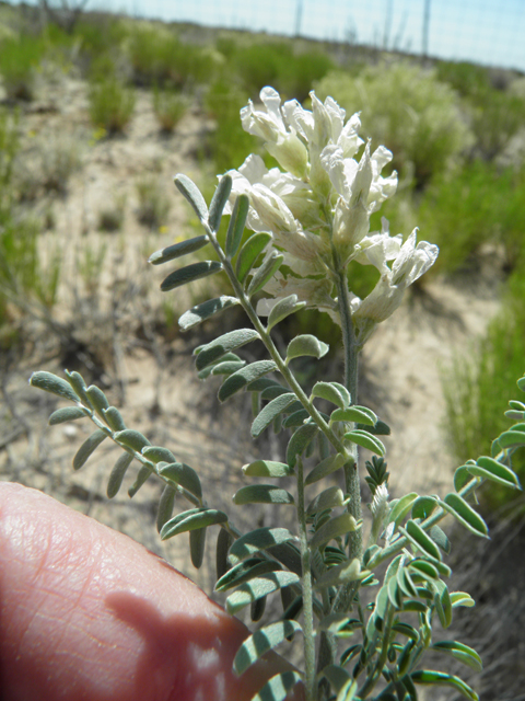 Sophora nuttalliana (Silky sophora) #79979