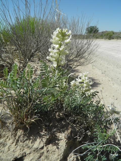 Sophora nuttalliana (Silky sophora) #79980