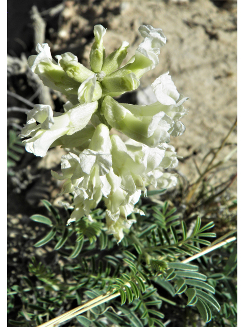 Sophora nuttalliana (Silky sophora) #79983