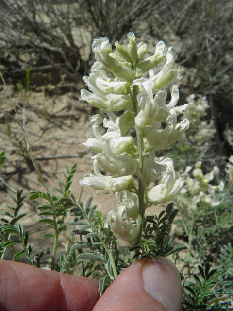 Sophora nuttalliana (Silky sophora) #79985