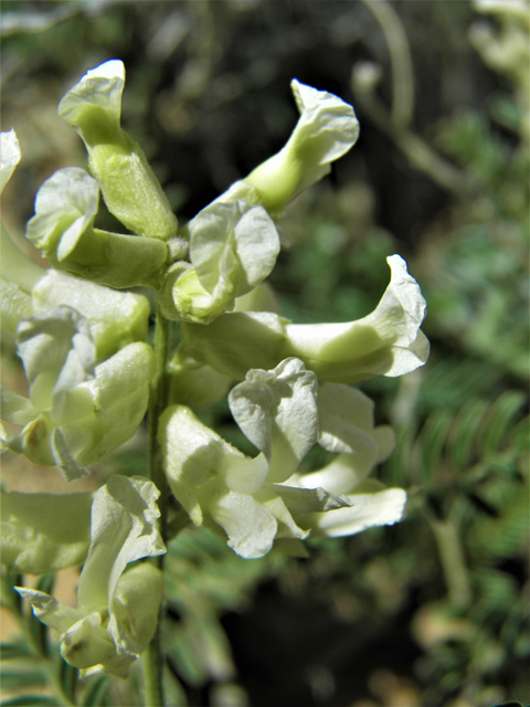 Sophora nuttalliana (Silky sophora) #79986