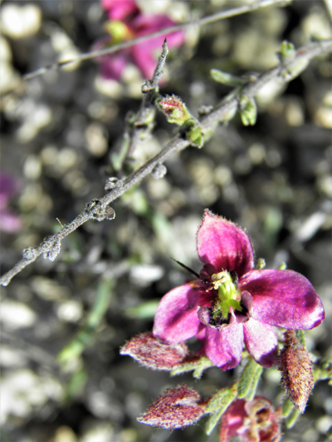 Krameria erecta (Littleleaf ratany) #79989