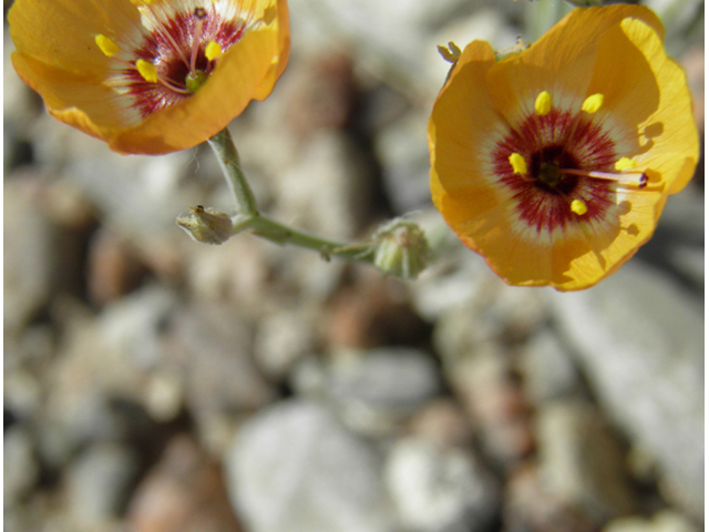 Linum puberulum (Plains flax) #79996