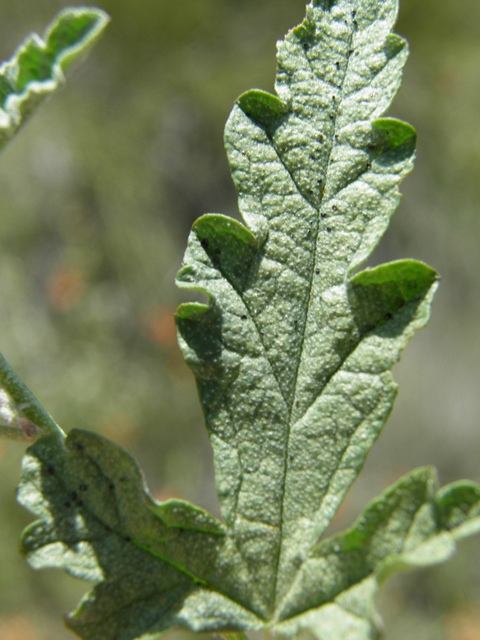 Sphaeralcea hastulata (Spear globemallow) #80003