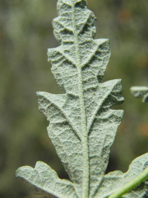 Sphaeralcea hastulata (Spear globemallow) #80004