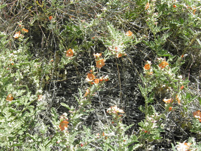 Sphaeralcea hastulata (Spear globemallow) #80005