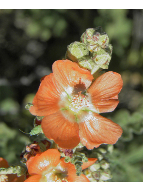 Sphaeralcea hastulata (Spear globemallow) #80006