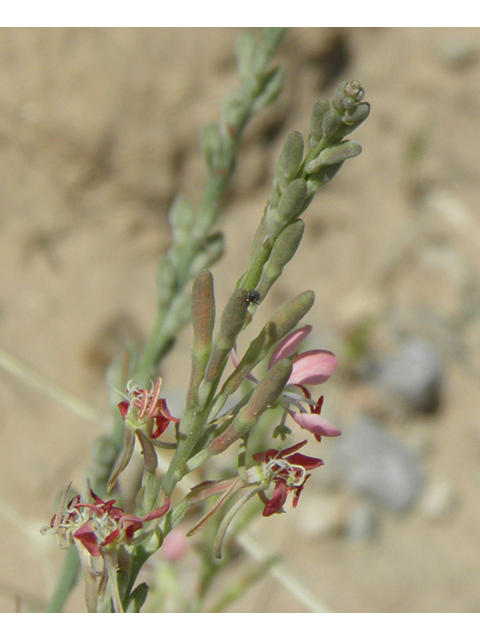 Oenothera suffulta ssp. nealleyi (Nealley's kisses) #80007