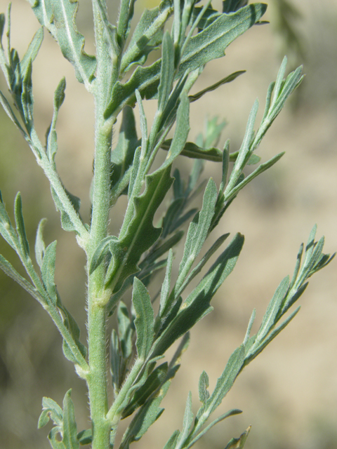 Oenothera suffulta ssp. nealleyi (Nealley's kisses) #80010