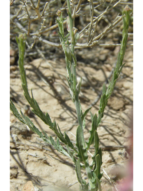 Oenothera suffulta ssp. nealleyi (Nealley's kisses) #80012