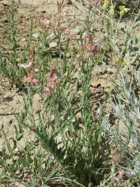 Oenothera suffulta ssp. nealleyi (Nealley's kisses) #80016