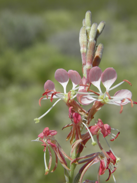 Oenothera suffulta ssp. nealleyi (Nealley's kisses) #80017