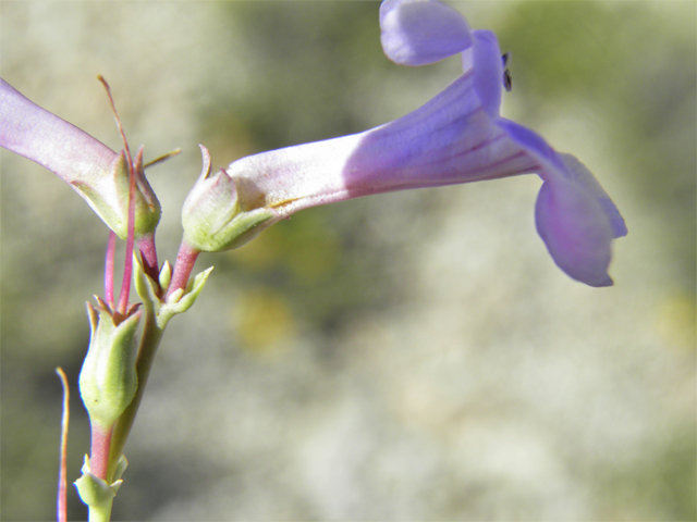 Penstemon fendleri (Fendler's penstemon) #80019